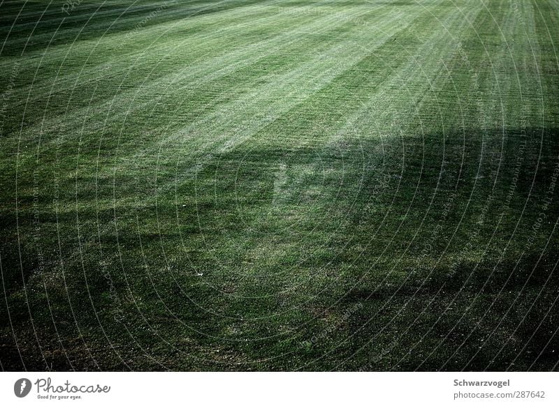 grass is green Umwelt Natur Landschaft Pflanze Gras Grünpflanze Wiese grün stagnierend Schattenspiel Sport-Training Feld rasenmähen Spuren Symmetrie