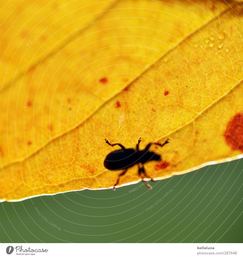 Das hat Hand und Fuß | ... Natur Pflanze Tier Wasser Wassertropfen Sonnenlicht Herbst Blatt Garten Park Wiese Wald Wildtier Käfer 1 krabbeln sitzen braun gelb