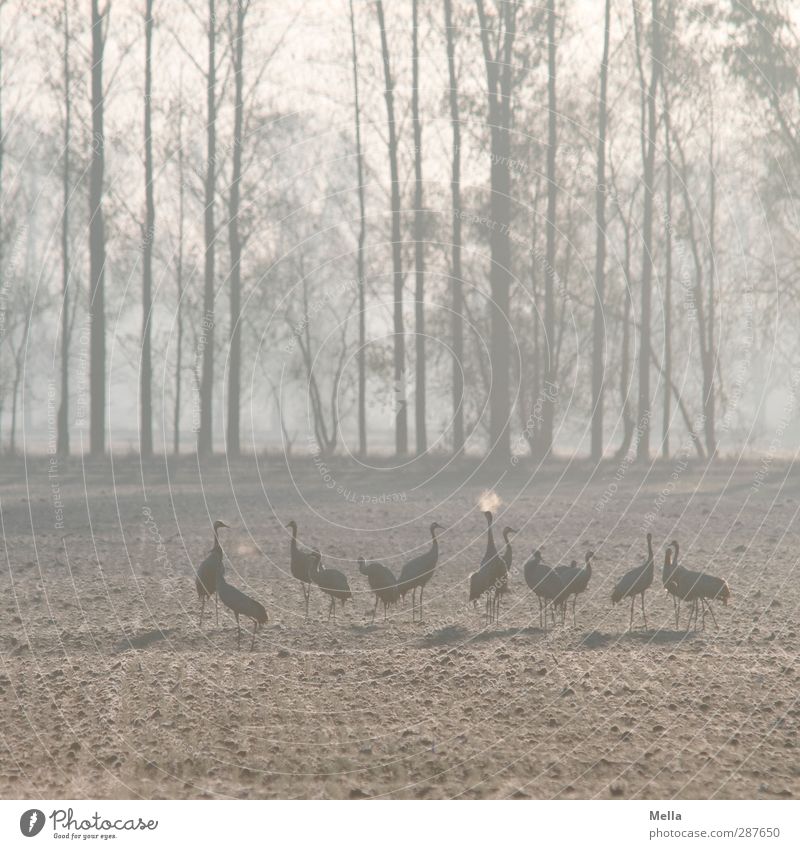 Der Odem Umwelt Natur Landschaft Tier Herbst Winter Baum Wiese Feld Vogel Kranich Tiergruppe atmen stehen Zusammensein kalt natürlich blau Farbfoto