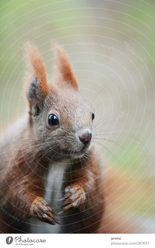 Croissant Umwelt Natur Tier Wildtier Tiergesicht 1 braun grün Blick Eichhörnchen Nagetiere Farbfoto Außenaufnahme Menschenleer Textfreiraum oben Morgen