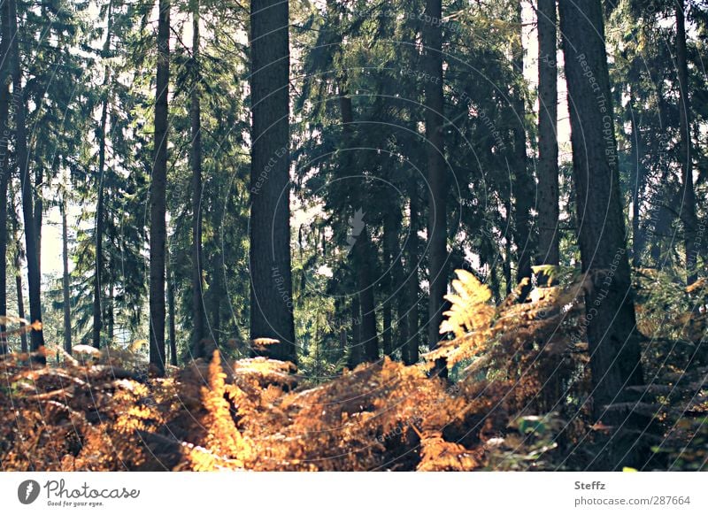 Waldfarben Herbstwald Lichteinfall Farne Farnblätter Gegenlicht Waldstimmung Waldrand grün gelb orange Lichtstimmung Novemberstimmung Herbstlicht dunkelgrün