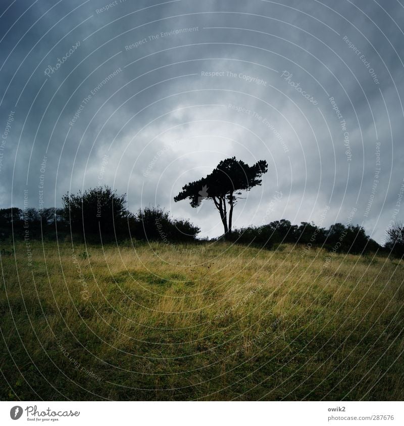 Stillstand Umwelt Natur Landschaft Pflanze Himmel Wolken Horizont Klima Wetter Baum Gras Sträucher Heide Hiddensee Deutschland stehen Wachstum dunkel geduldig