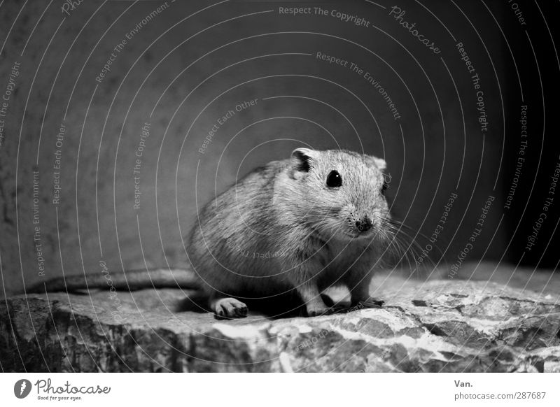 Ich war's nicht Natur Tier Felsen Wildtier Nagetiere Maus 1 Stein klein niedlich Schwarzweißfoto Innenaufnahme Textfreiraum oben Tag Kunstlicht Tierporträt