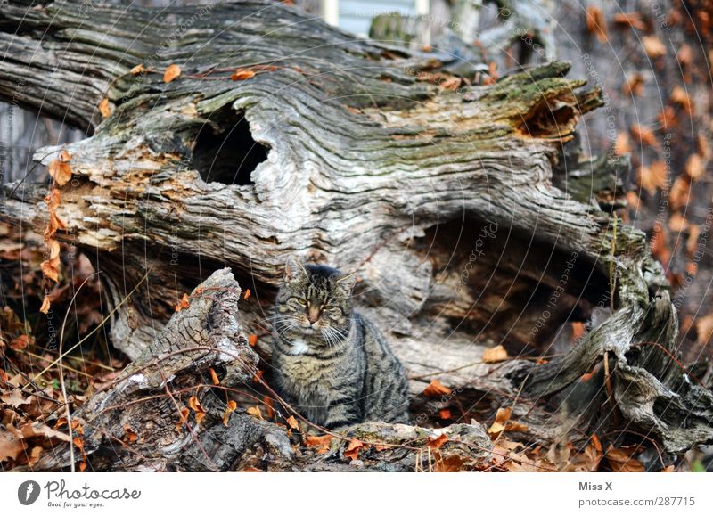 Katzensuchbild Herbst Baum Tier 1 braun grau verstecken Tarnung Baumstamm Holz morsch Bilderrätsel Blatt Farbfoto Gedeckte Farben Außenaufnahme Muster