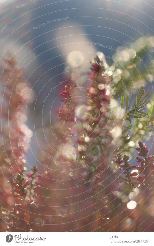 farbig Herbst Winter Schönes Wetter Blume Garten frisch glänzend natürlich grün rot Natur Tannenzweig Farbfoto Außenaufnahme Nahaufnahme Menschenleer