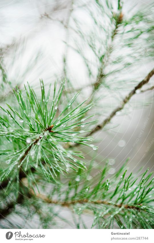 Waldkiefer Natur Winter Regen Pflanze Baum nass grün Wald-Kiefer Nadelbaum Wassertropfen Tannennadel Farbfoto Außenaufnahme Textfreiraum oben