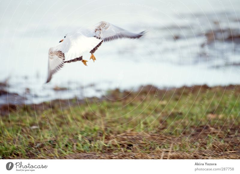 Abflug Natur Landschaft Wasser Gras Flussufer Tier Vogel Möwe 1 fliegen sportlich frei nass braun grau grün orange schwarz weiß beweglich Freiheit Mobilität