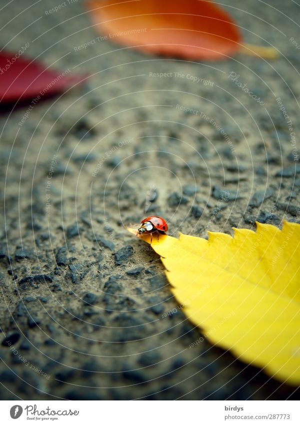 Vagabunt Herbst Blatt Asphalt Marienkäfer 1 Tier Duft krabbeln leuchten Freundlichkeit klein niedlich positiv schön gelb orange rot Leben Glück Optimismus rein