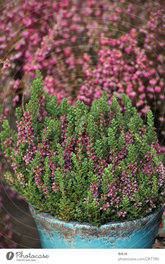 Erika trägt heut stehndes Haar Häusliches Leben Pflanze Herbst Sträucher Topfpflanze Garten Dekoration & Verzierung Blühend schön grün Bergheide