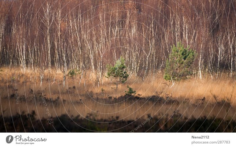 Herbst ins Venn Umwelt Natur Landschaft Pflanze Erde Schönes Wetter Baum Gras Sträucher Wildpflanze Wiese Wald wild braun grün Naturschutzgebiet Moor Moorbirke