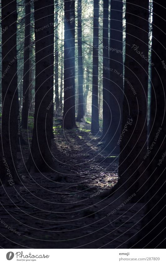 Forest Gump Umwelt Natur Erde Pflanze Baum Wald bedrohlich dunkel Baumstamm Farbfoto Gedeckte Farben Außenaufnahme Menschenleer Dämmerung Schwache Tiefenschärfe