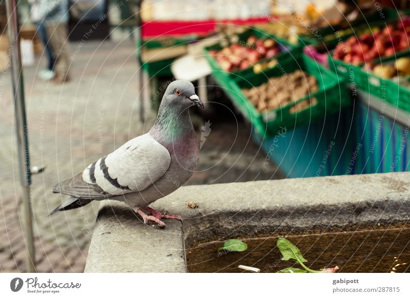 Baseler Täuberli Stadtzentrum Marktstand Brunnen Marktplatz Tier Haustier Nutztier Wildtier Taube 1 frei Originalität positiv blau braun mehrfarbig Tierliebe