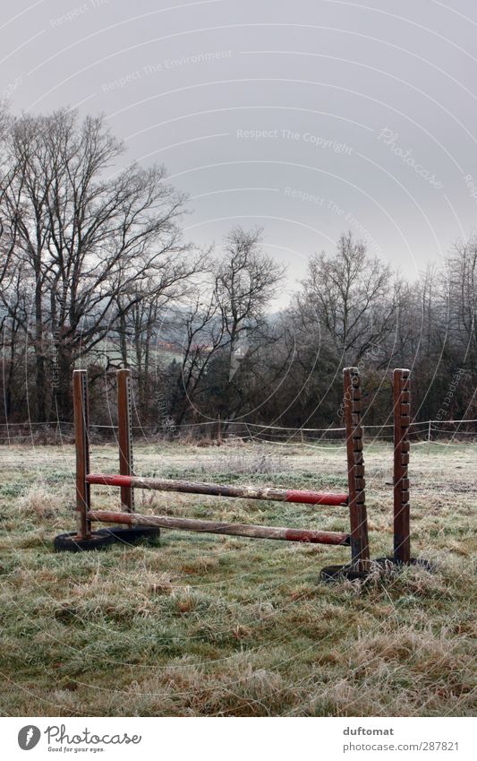 Pferdchen lauf Gallopp Reitsport Reiten Natur Landschaft schlechtes Wetter Nebel Wiese Feld Sport springen Gedeckte Farben Außenaufnahme Textfreiraum oben