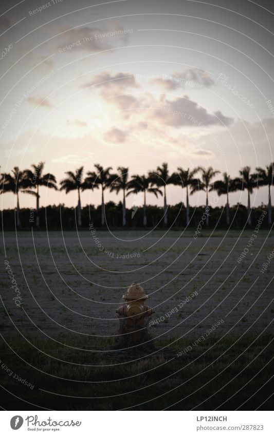 la Hydrant. XXXVI Umwelt Natur Landschaft Tier Erde Palme Feld Everglades NP Florida USA Blühend Feldarbeit Ackerbau Ackerboden Sonnenuntergang Farbfoto