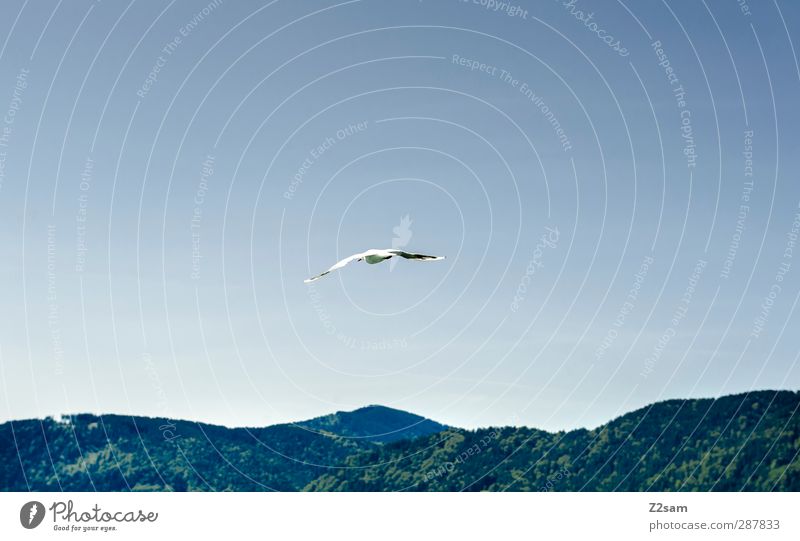 Vogelfrei Natur Landschaft Himmel Sommer Alpen Berge u. Gebirge Gipfel fliegen ästhetisch elegant Ferne Unendlichkeit hoch Bewegung Einsamkeit Freiheit Horizont