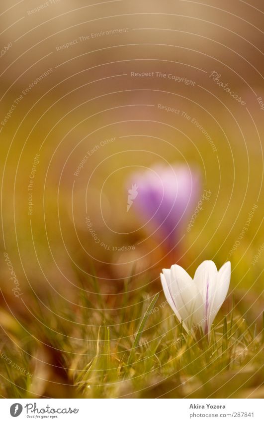 Get up! Natur Pflanze Frühling Schönes Wetter Blume Gras Blüte Krokusse Frühblüher Garten Park Wiese Blühend Wachstum Duft frisch natürlich braun grün violett