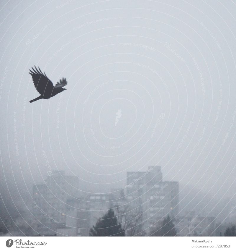 the great escape. Umwelt Natur Winter schlechtes Wetter Nebel Regen Wald Stadt Hauptstadt Stadtrand Skyline überbevölkert Haus Hochhaus Bauwerk Gebäude Mauer