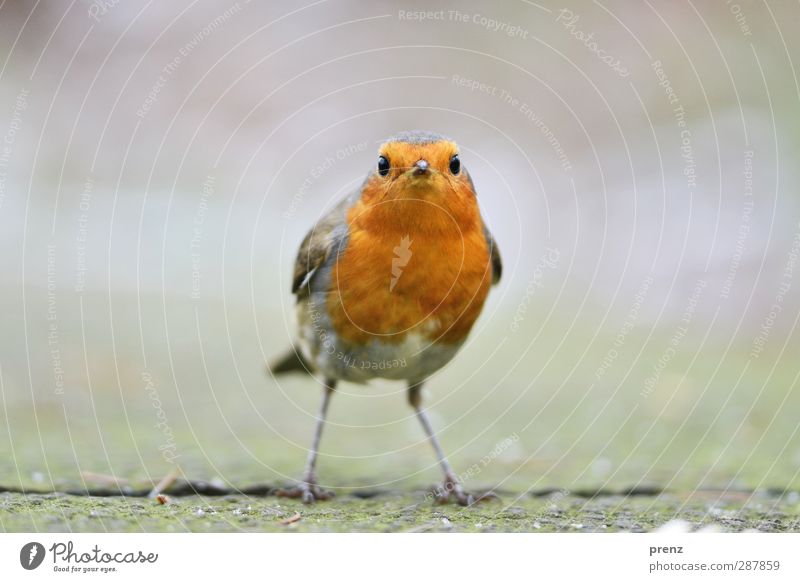 schau mir in die augen Umwelt Natur Tier Wildtier Vogel 1 niedlich grau orange Rotkehlchen Singvögel stehen Blick Farbfoto Außenaufnahme Menschenleer