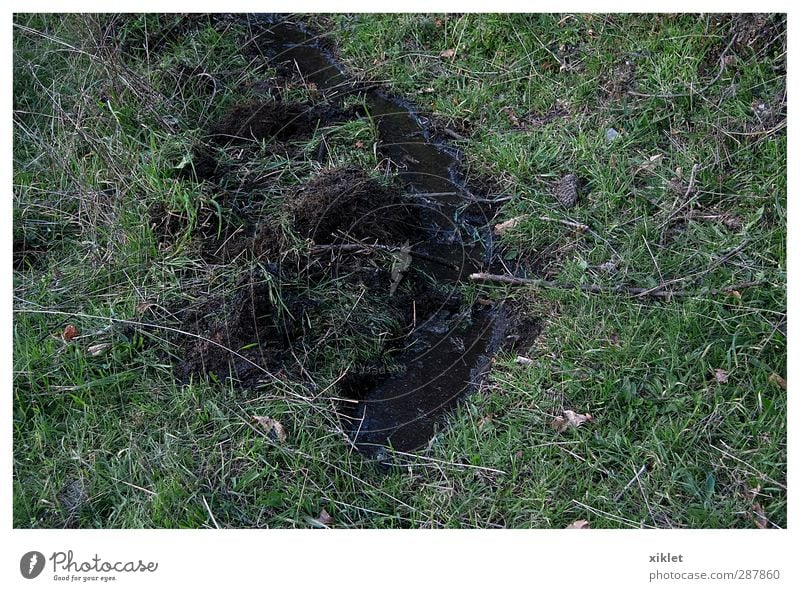 Wasser Natur Erde Gras Nutzpflanze Feld Lebensfreude rein ruhig Farbfoto Außenaufnahme Menschenleer