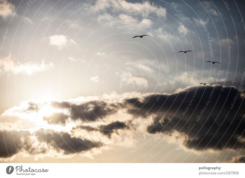 feel free Natur Tier Himmel Wolken Sommer Klima Wetter Schönes Wetter Wind Möwe 4 Schwarm Sympathie Zusammensein Verbundenheit Zusammenhalt zusammengehörig