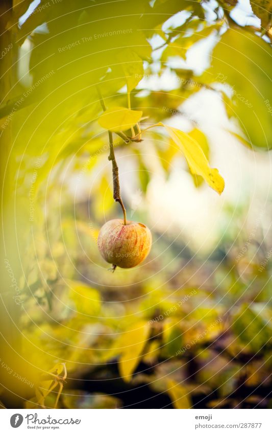 Äpfelchen Umwelt Natur Landschaft Pflanze Baum Garten natürlich süß grün Apfel Apfelbaum Frucht Farbfoto Außenaufnahme Nahaufnahme Menschenleer Tag