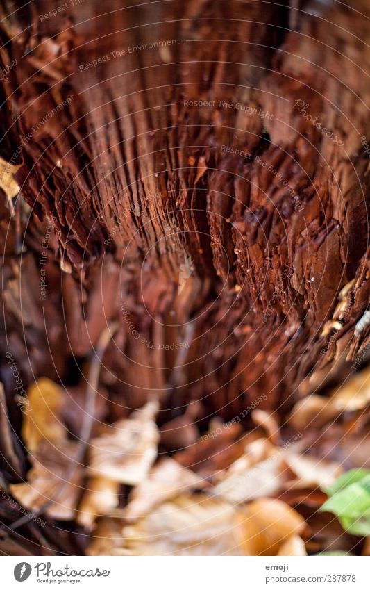 1400 bzw. 1416 Linien Umwelt Natur Landschaft Pflanze Baum Wald nachhaltig braun Holz Strukturen & Formen Baumstamm Farbfoto Außenaufnahme Nahaufnahme