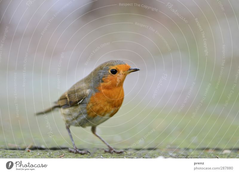 Vögelchen Umwelt Natur Tier Wildtier Vogel 1 niedlich grau grün orange rot Singvögel Rotkehlchen stehen Farbfoto Außenaufnahme Menschenleer Textfreiraum rechts