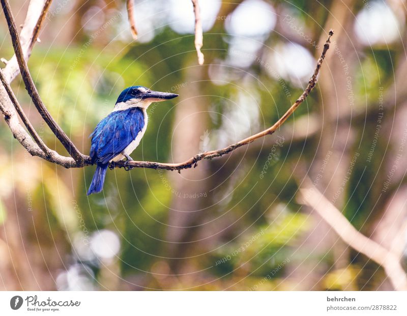 schnabeltier Ferien & Urlaub & Reisen Tourismus Ausflug Abenteuer Ferne Freiheit Natur Baum Blatt Ast Urwald Wildtier Vogel Flügel kingfisher Eisvögel Schnabel