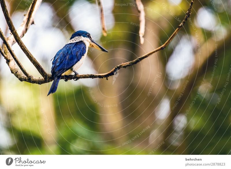 heut is vögeltag... Asien Urwald Unschärfe Kontrast Licht Tag Menschenleer Farbfoto Fernweh Tierliebe Detailaufnahme Tierporträt Außenaufnahme niedlich klein