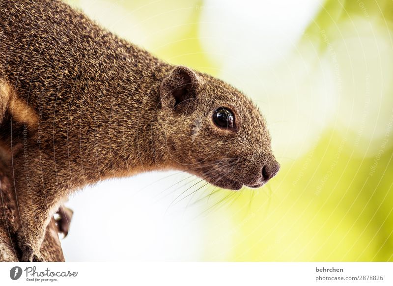 ähm, wer isn der verrückte da neben mir?! Eichhörnchen Tier Natur niedlich Baum Tierporträt Unschärfe Sonnenlicht Kontrast Licht Tag Farbfoto Außenaufnahme