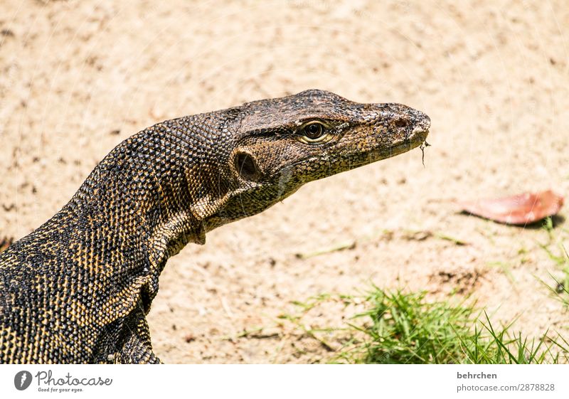 en voilà monsieur waran Ferien & Urlaub & Reisen Tourismus Ausflug Abenteuer Ferne Freiheit Urwald Strand Wildtier Schuppen Warane Reptil 1 Tier außergewöhnlich