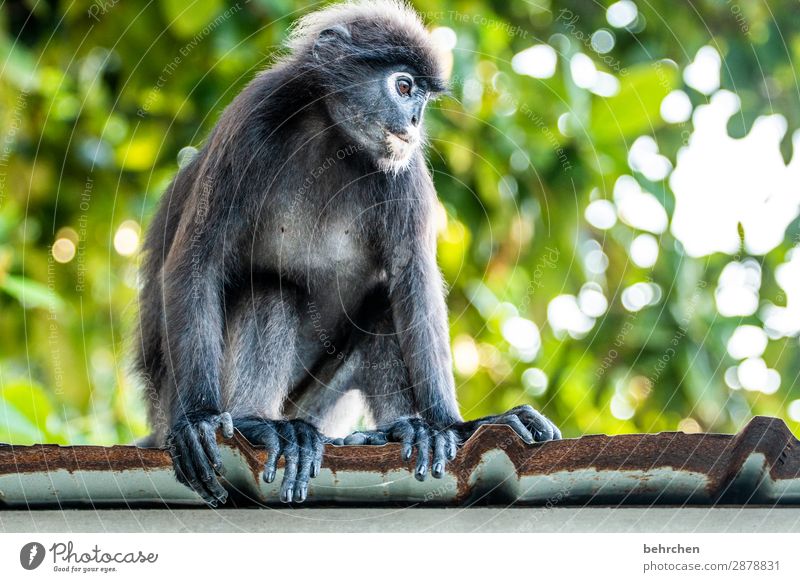 affiges brillenlanguren Wellblech Dach Baum Umweltschutz Asien Ausflug Abenteuer Ferne Ferien & Urlaub & Reisen Tierschutz Sonnenlicht Wildtier fantastisch