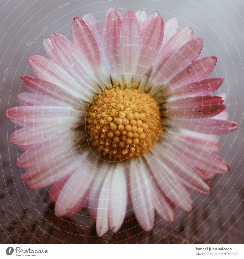 Gänseblume Pflanze Blütenblätter Korbblütengewächs Gänseblümchen Blume weiß Blütenblatt Garten geblümt Natur Dekoration & Verzierung Romantik Beautyfotografie