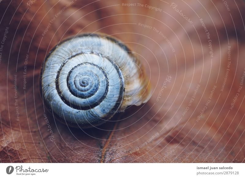 Schnecke in der Natur Riesenglanzschnecke Tier Wanze weiß Insekt klein Panzer Spirale Pflanze Garten Außenaufnahme zerbrechlich niedlich Beautyfotografie