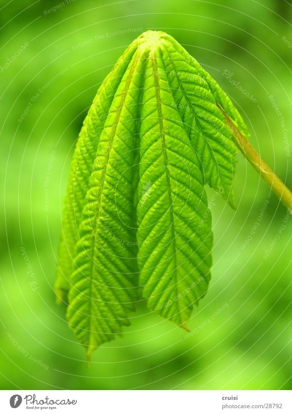 grüner Lappen Pflanze Blatt Baum hängen vertikal Natur Kastanienbaum flau