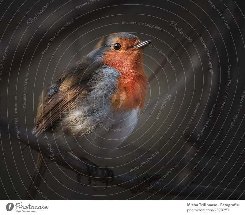 Rotkehlchen in den letzten Sonnenstrahlen des Tages Natur Tier Sonnenaufgang Sonnenuntergang Sonnenlicht Schönes Wetter Baum Wildtier Vogel Tiergesicht Flügel