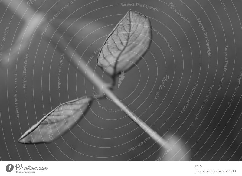 Blatt Natur Pflanze Frühling Herbst Winter verblüht ästhetisch authentisch einfach elegant natürlich grau schwarz weiß Gelassenheit geduldig ruhig einzigartig