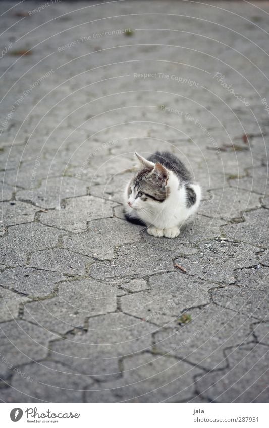 mal wieder ne mauz Tier Haustier Katze 1 sitzen Beton Farbfoto Außenaufnahme Menschenleer Textfreiraum oben Textfreiraum unten Tag Tierporträt Wegsehen