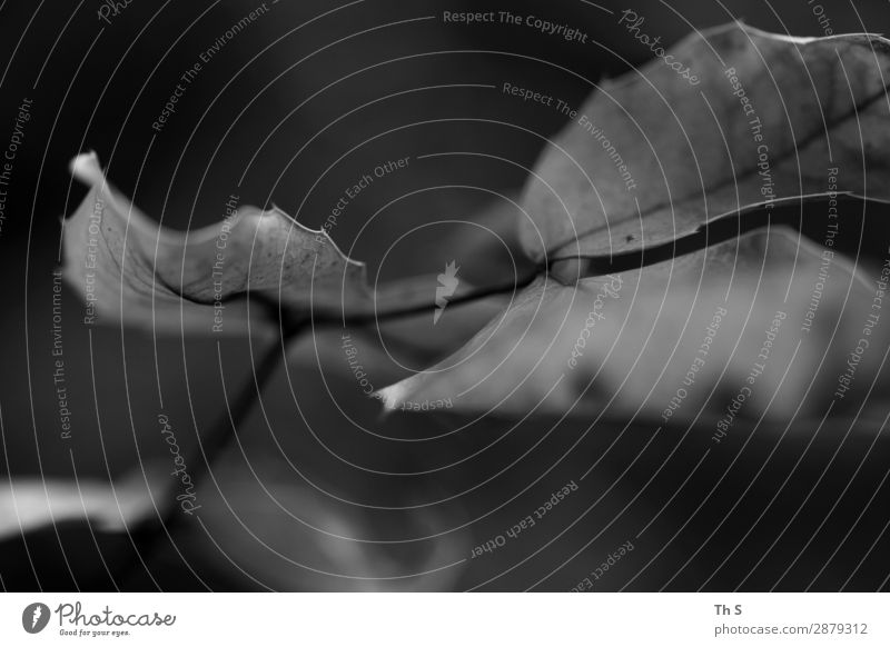 Blatt Natur Pflanze Frühling Herbst Winter verblüht ästhetisch authentisch einfach elegant natürlich grau schwarz weiß Gelassenheit geduldig ruhig einzigartig