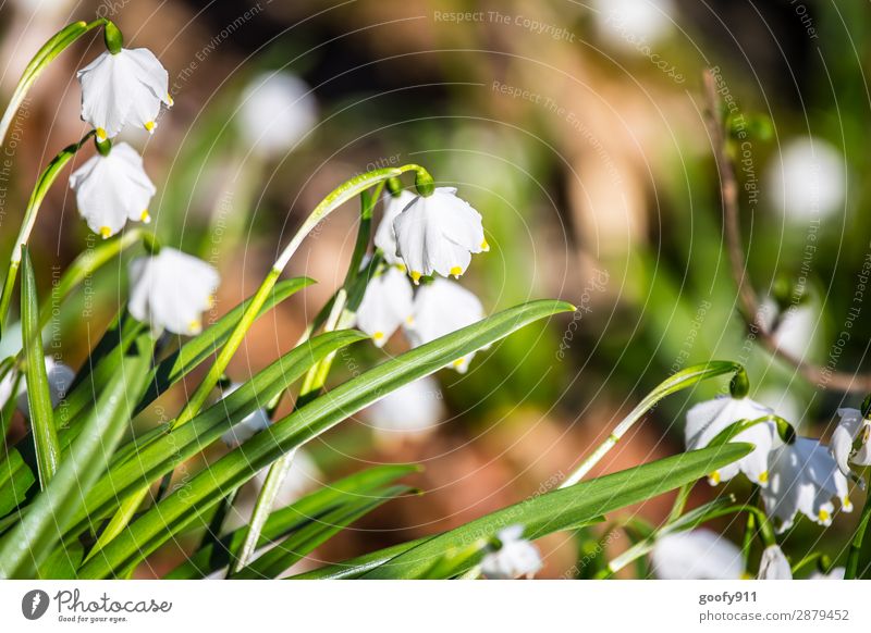 Märzenbecher Ausflug Abenteuer Fahrradtour Sonne Sonnenbad Umwelt Natur Landschaft Sonnenlicht Frühling Pflanze Blume Blüte Wildpflanze Garten Park Wiese Wald