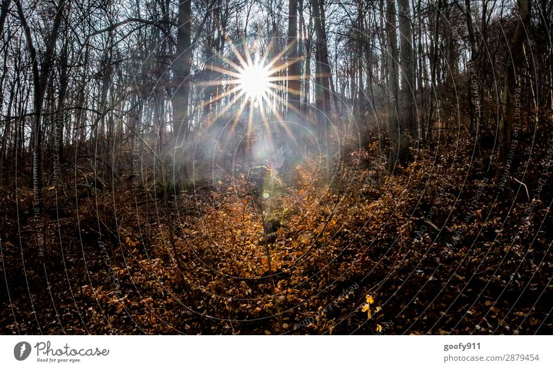 Lichtblick II Freizeit & Hobby Ausflug Abenteuer Freiheit Sonne wandern Umwelt Natur Landschaft Sonnenaufgang Sonnenuntergang Sonnenlicht Frühling