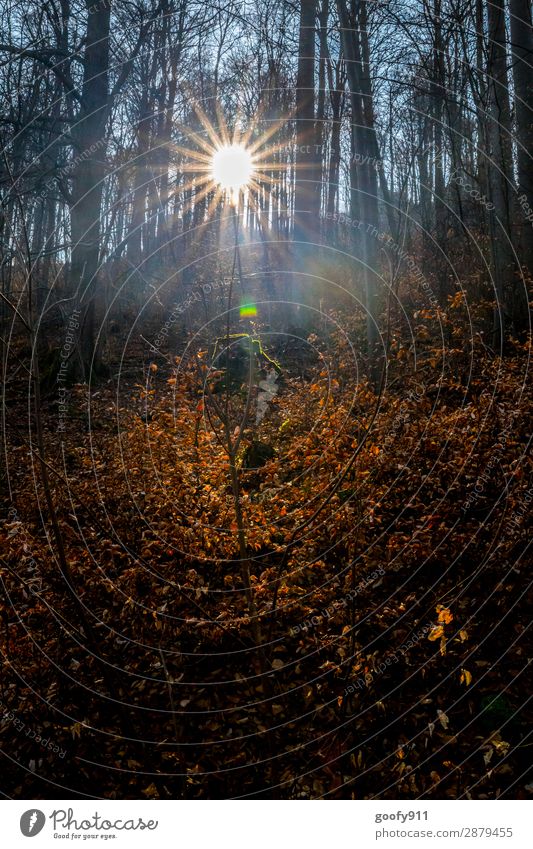 Lichtblick Ausflug Abenteuer Freiheit Sonne wandern Umwelt Natur Landschaft Sonnenaufgang Sonnenuntergang Sonnenlicht Frühling Baum Wald glänzend leuchten