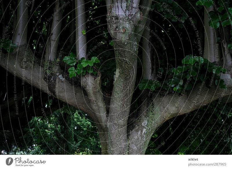 Baum Pflanze Erde Duft exotisch fantastisch fest frei frisch gigantisch schön nass natürlich wild grün authentisch Erholung Ewigkeit Umweltschutz Unendlichkeit