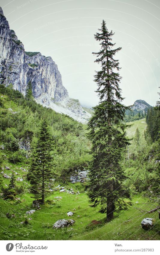 Wichtelpopichtel für kallejipp | Feste Größe Natur Landschaft Pflanze Himmel Baum Gras Sträucher Baumstamm Fichte Felsen Alpen Berge u. Gebirge groß grün