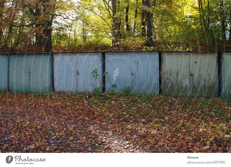 4 Törchen im Adventskalender Natur Herbst Baum Blatt Herbstlaub Wald Herbstwald Menschenleer Garage Garagentor Hof Hinterhof Tor Tür alt blau braun Rost