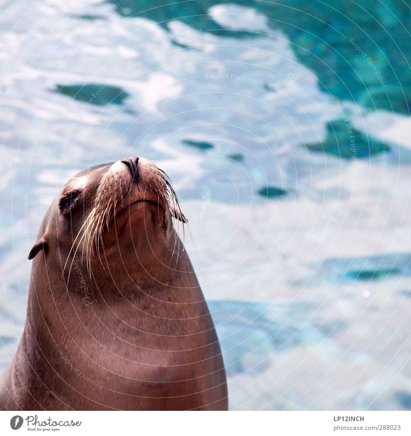 A fish rots from the head down. XXXXI Wasser Küste Tier Wildtier Aquarium Seehund 1 Schwimmen & Baden füttern Freundlichkeit Freiheit Tourismus Überleben