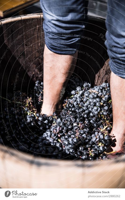 Beine drücken Weinstock in Fass Weintrauben alt altehrwürdig Weinberg Ernte Saft Presse Weinbau Weingut erdrücken Holz Tradition machen rustikal Produktion