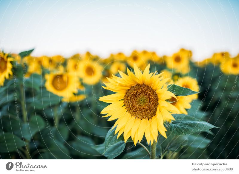 Schönes Sonnenblumenfeld Feld Hintergrundbild schön Natur grün Blume Sommer gelb Außenaufnahme Frühling Wiese Beautyfotografie Himmel Textfreiraum natürlich