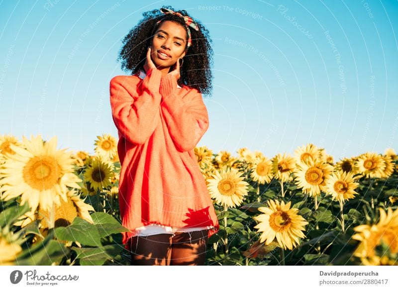 Glückliche junge schwarze Frau, die in einem Sonnenblumenfeld spazieren geht. Wiese urwüchsig Blume Afrikanisch Ackerbau Lächeln gelb niedlich Sommer Himmel