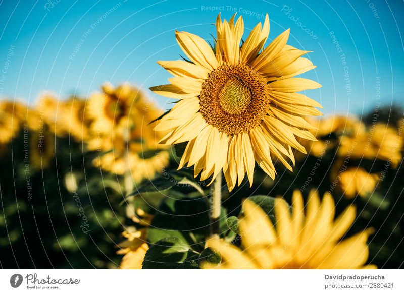 Schönes Sonnenblumenfeld Feld Hintergrundbild schön Natur grün Blume Sommer gelb Außenaufnahme Frühling Wiese Beautyfotografie Himmel Textfreiraum natürlich